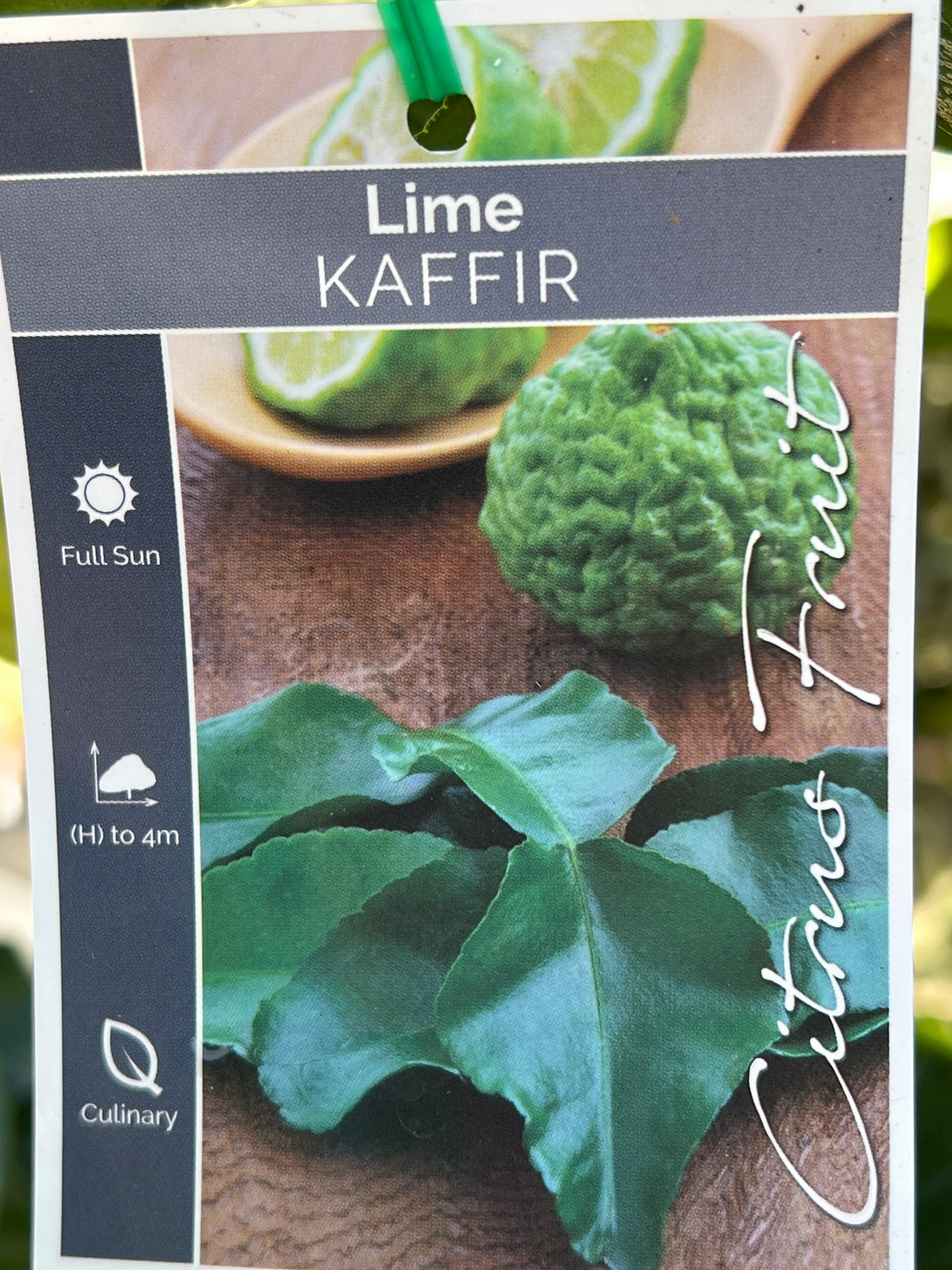 Lime 'Kaffir' - Jumbo (Pickup Only)