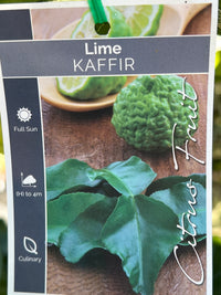 Lime 'Kaffir' - Jumbo (Pickup Only)