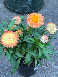 Paper Daisy 'Peachy Keen' (Bracteantha) - Ladybird Nursery