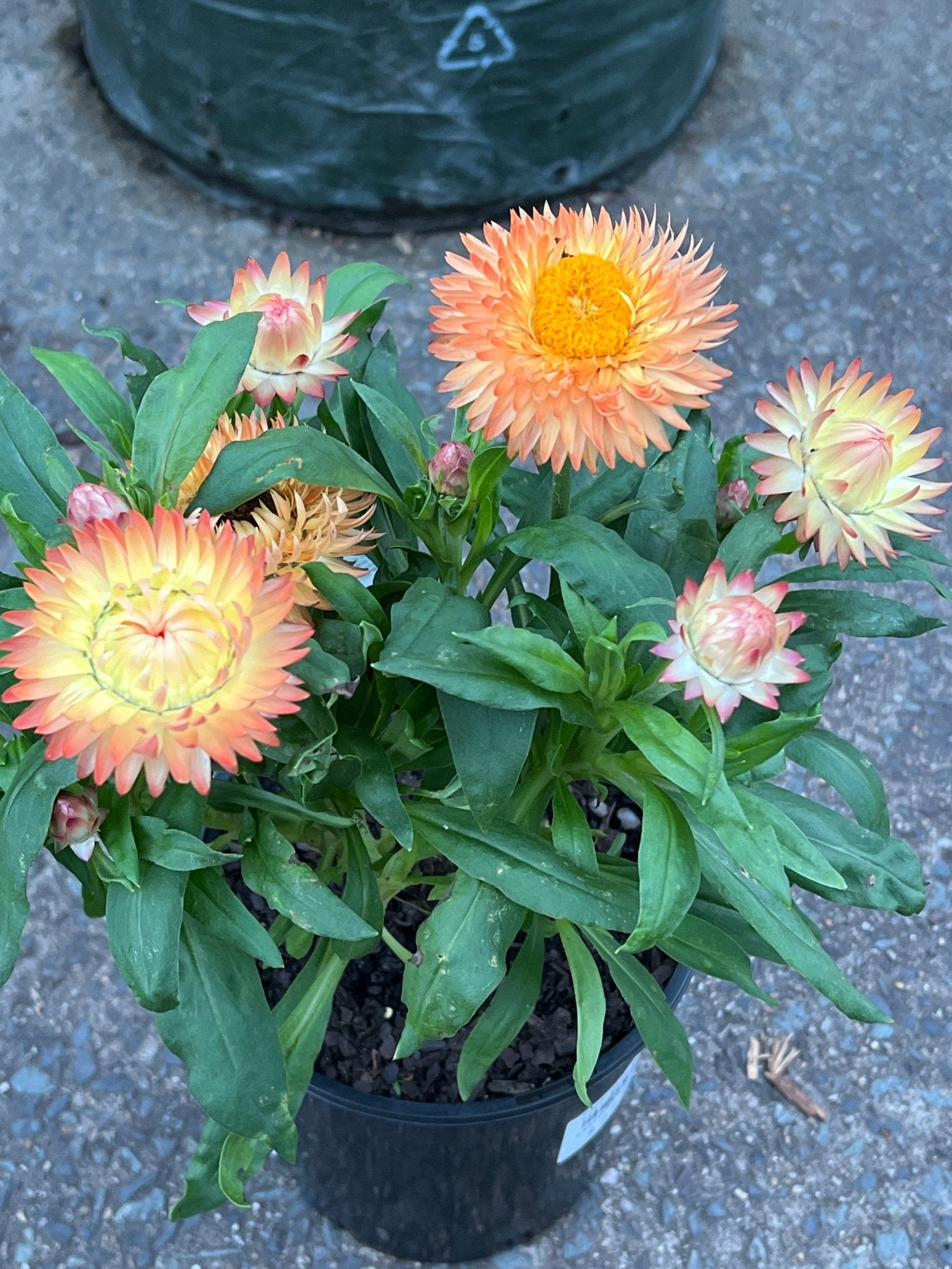 Paper Daisy 'Peachy Keen' (Bracteantha) - Ladybird Nursery