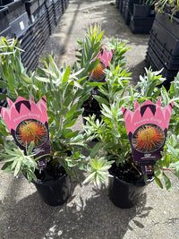 Leucospermum ‘Phoenix Rising’ - Ladybird Nursery