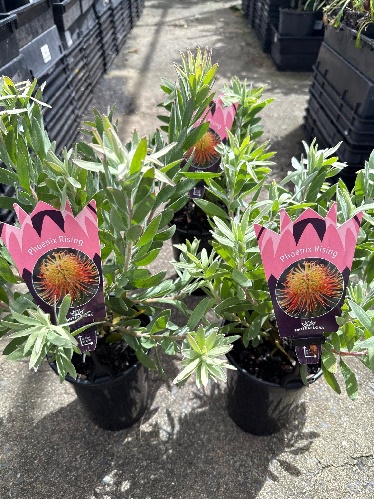 Leucospermum ‘Phoenix Rising’ - Ladybird Nursery