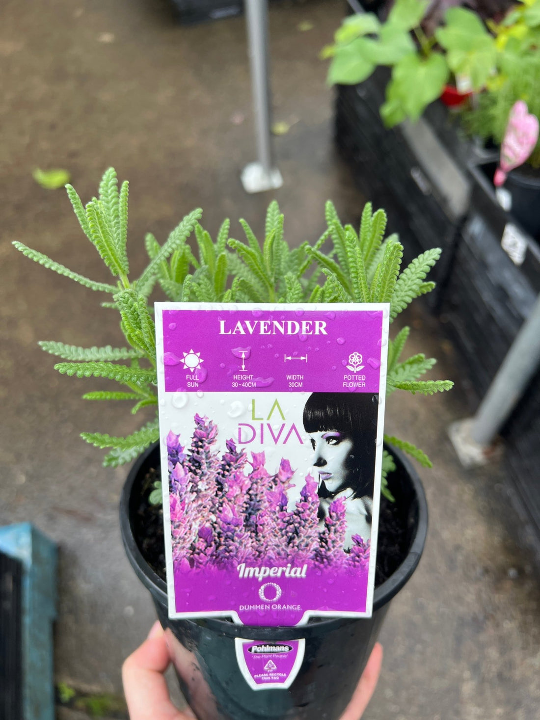 Lavender - LaDiva French Papillon (Lavandula) - Ladybird Nursery