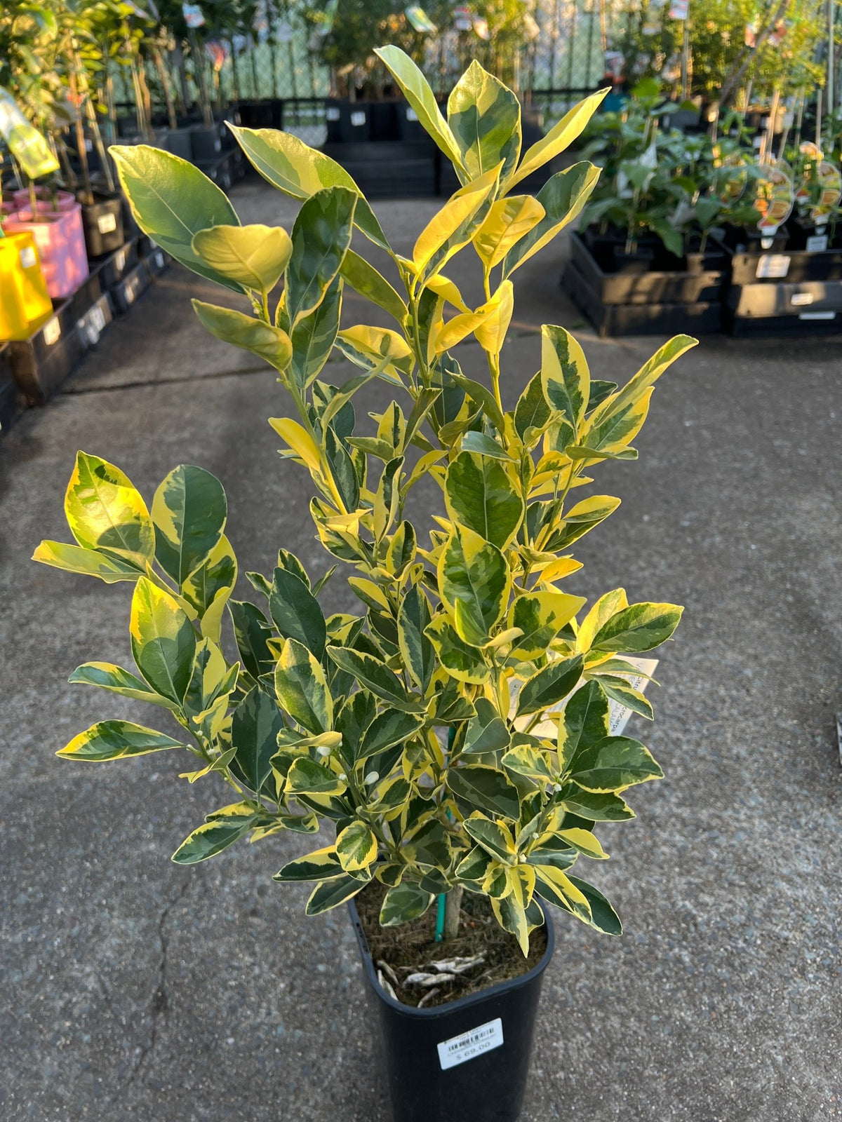 Variegated Calamondin (QLD Only) - Ladybird Nursery
