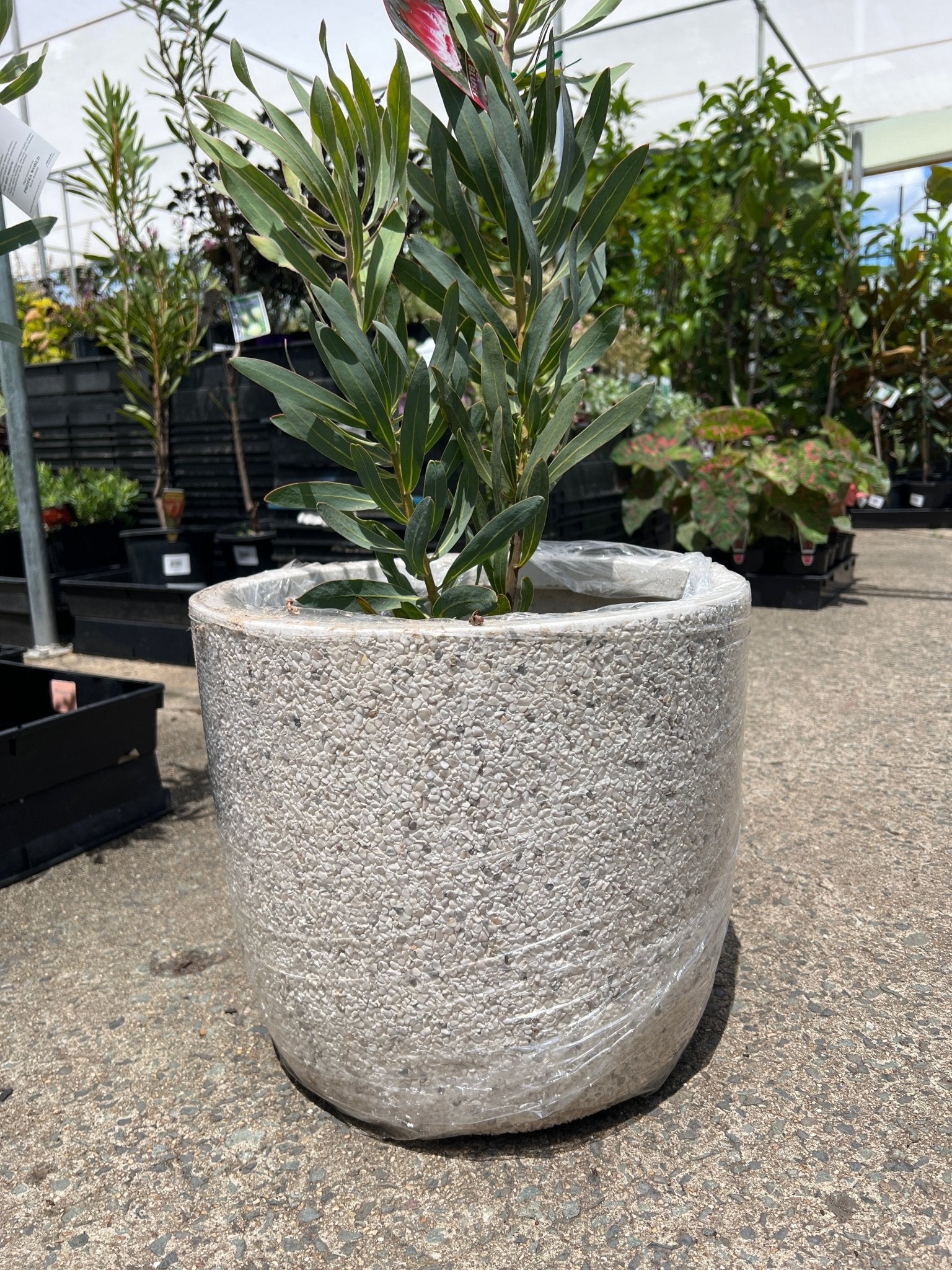 Rocky White Decorative Pot – Buy Now! – Ladybird Nursery