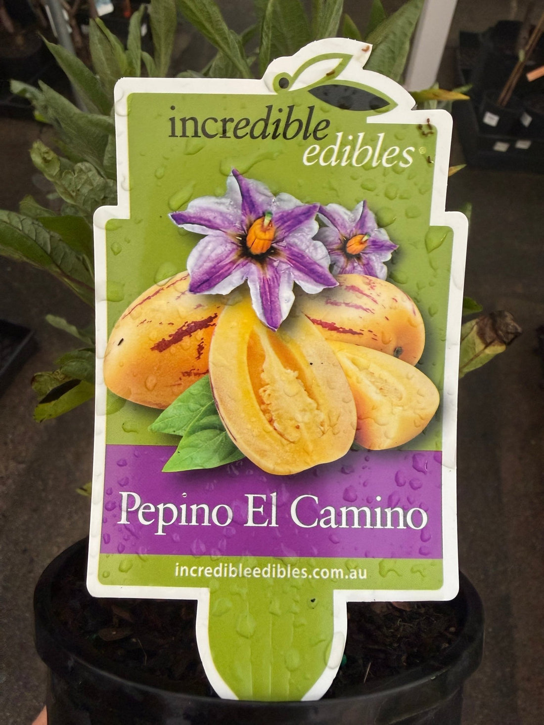 Pepino Berry - Ladybird Nursery