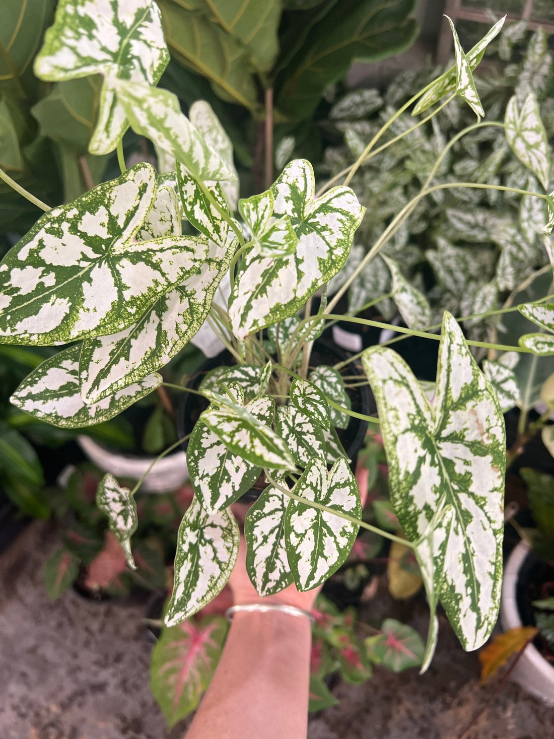 Caladium 'Angel Wings' - Ladybird Nursery