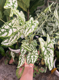 Caladium 'Angel Wings' - Ladybird Nursery