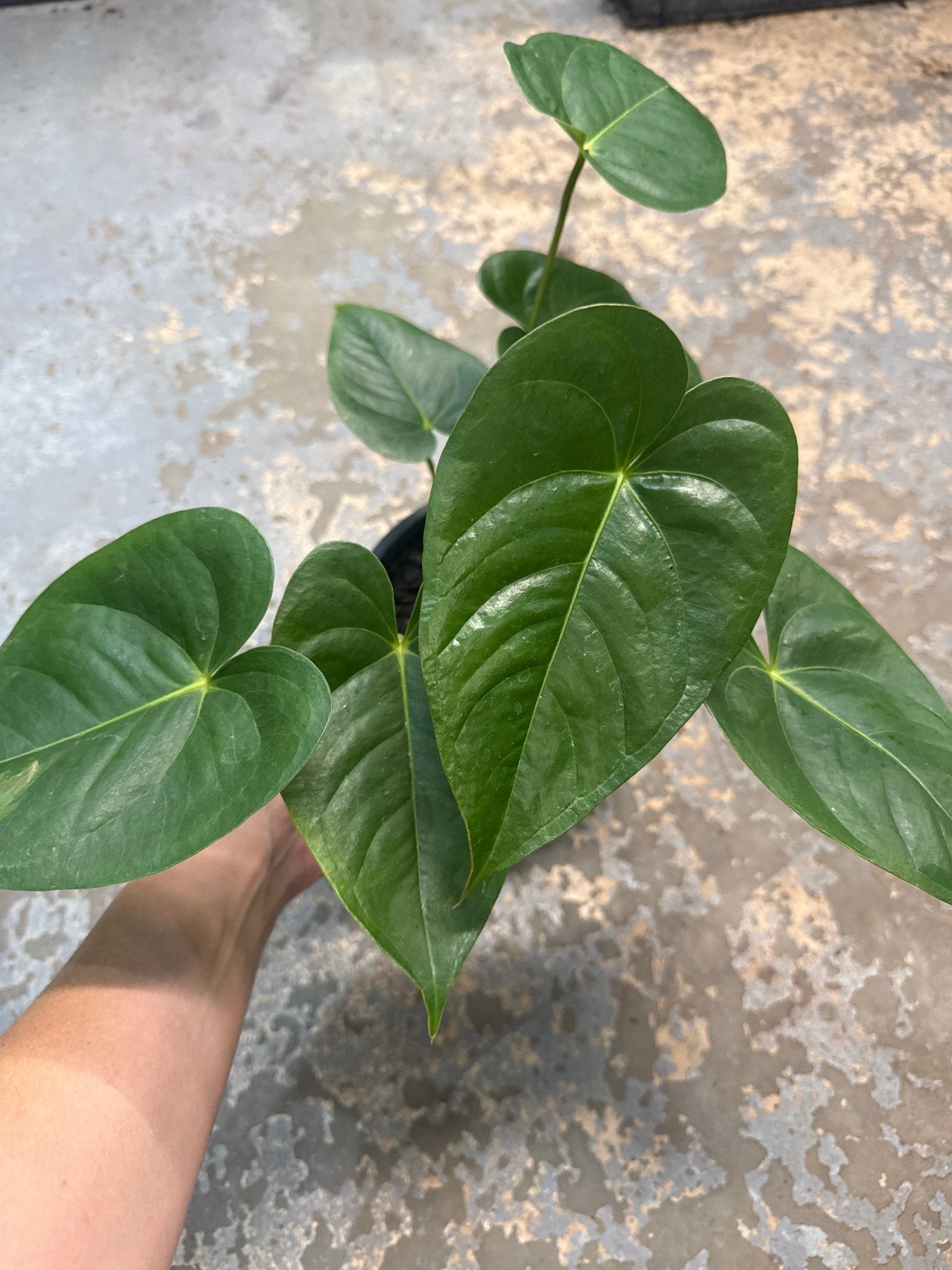 Anthurium 'Prince of Red' - Ladybird Nursery