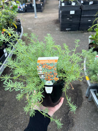 Lotus 'Golden Flash' - Ladybird Nursery