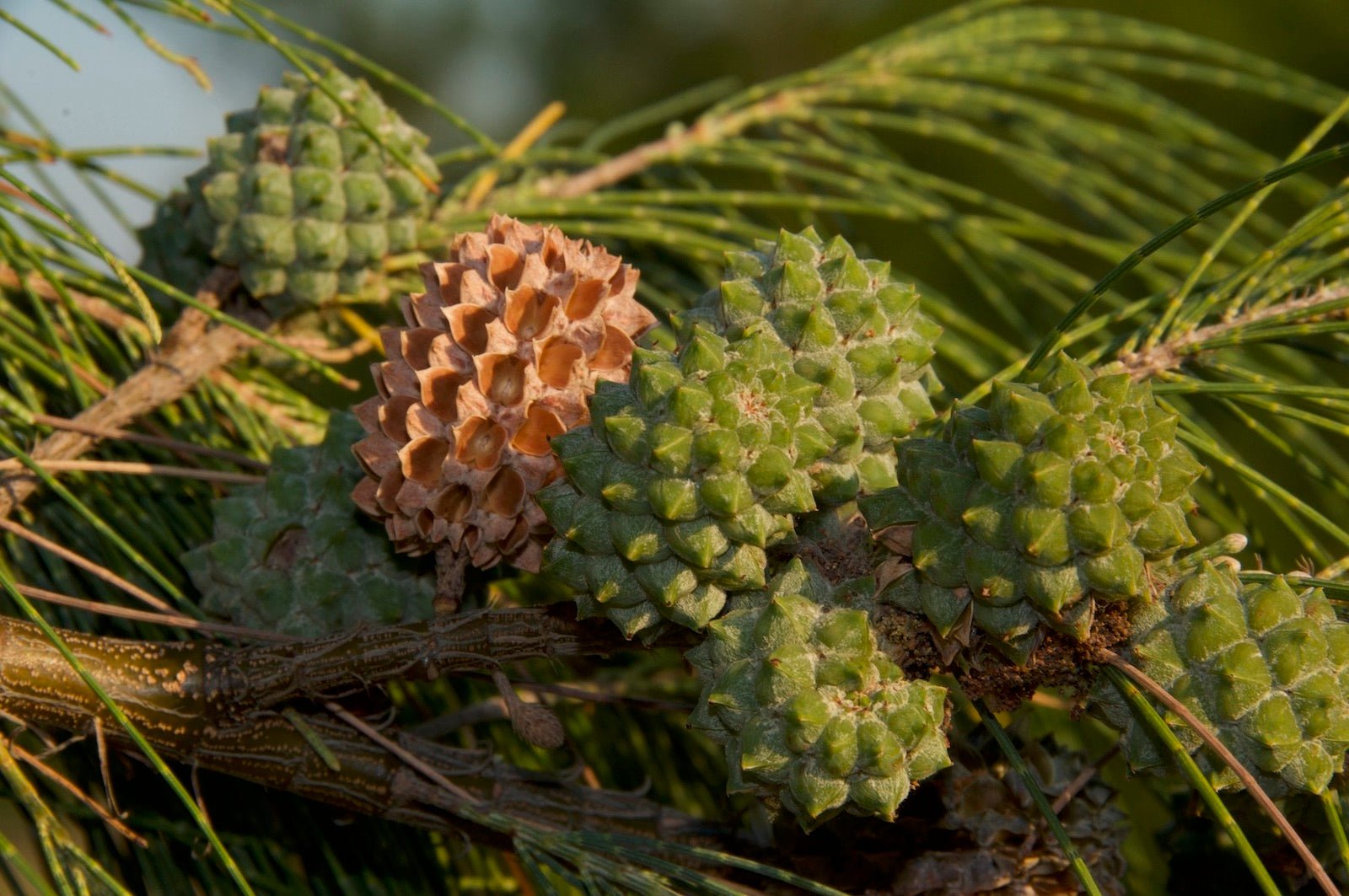 Coastal She - oak (Casuarina equisetifolia) - Ladybird Nursery