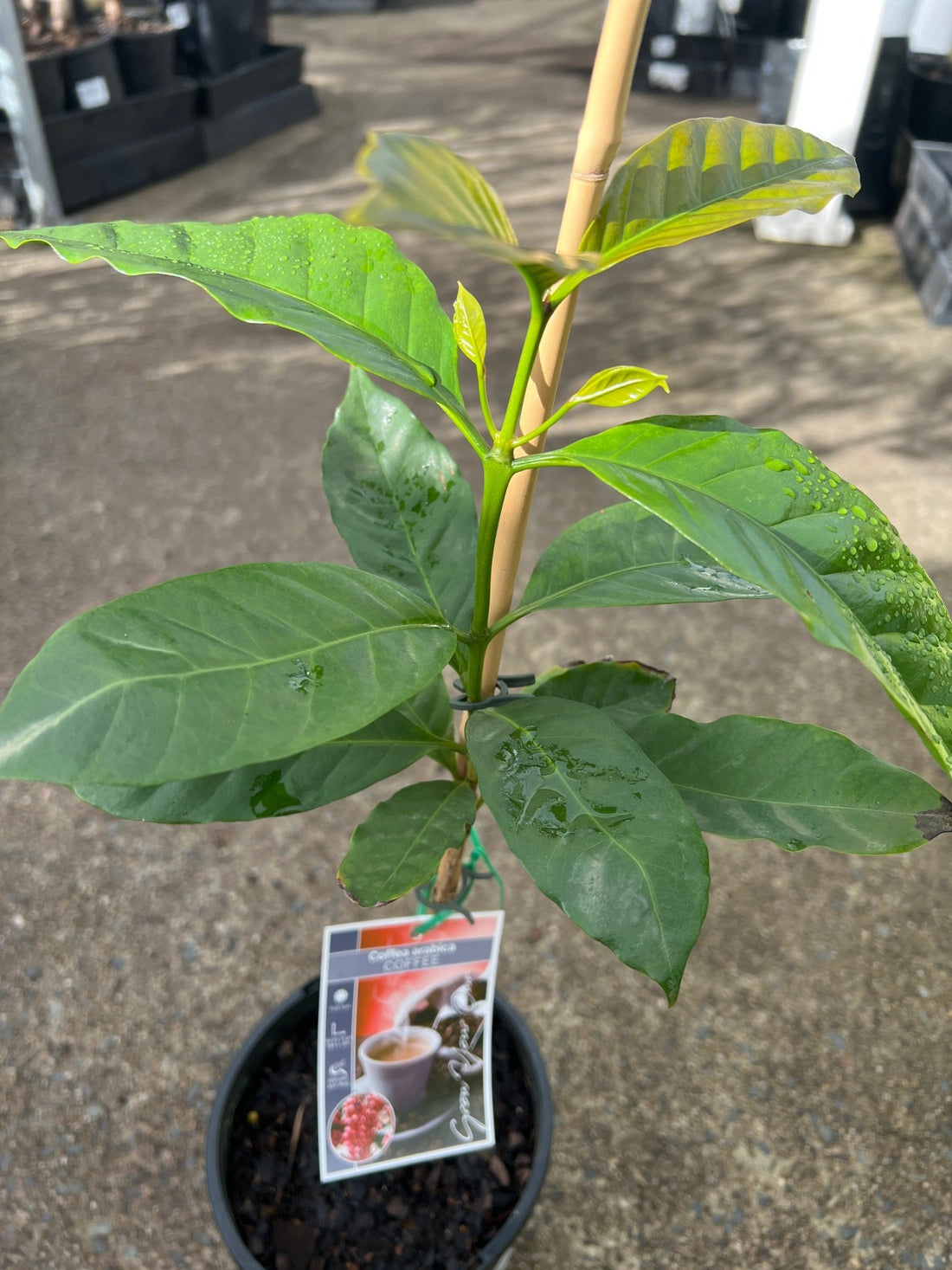 Coffee (Coffea arabica) - Ladybird Nursery