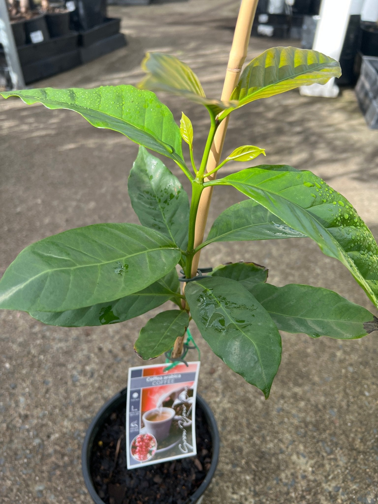 Coffee (Coffea arabica) - Ladybird Nursery