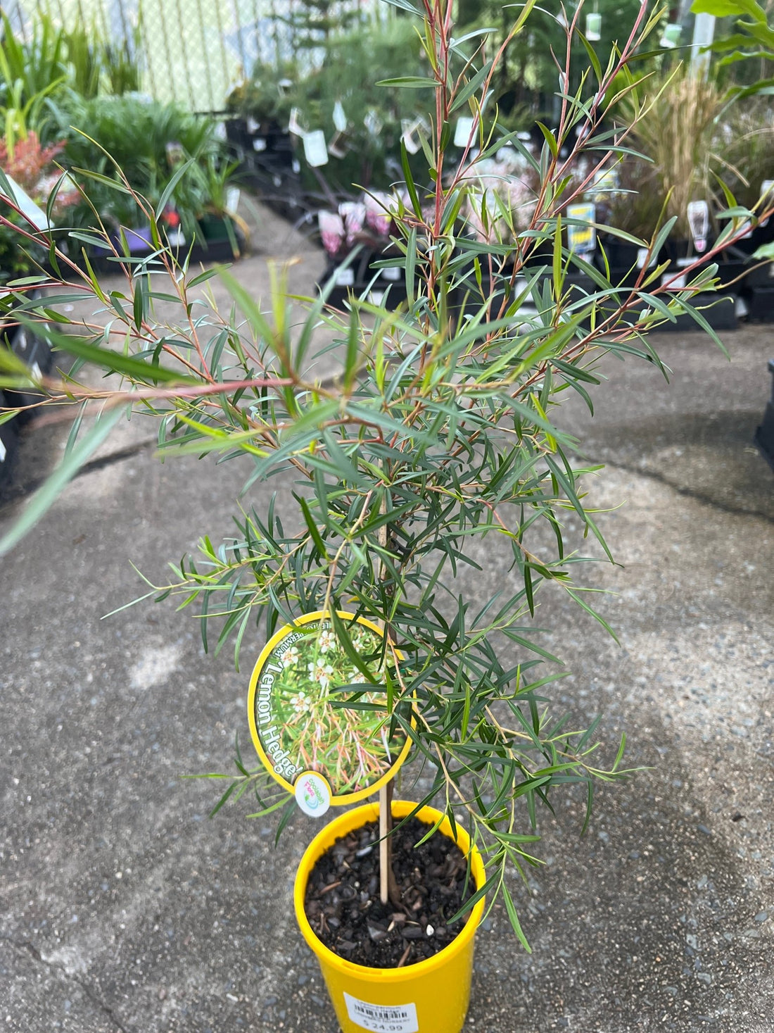 Leptospermum ‘Lemon Hedge’ - Ladybird Nursery