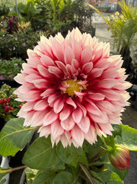 Dahlia 'Pink Shades' (Dahlia pinnata) - Ladybird Nursery