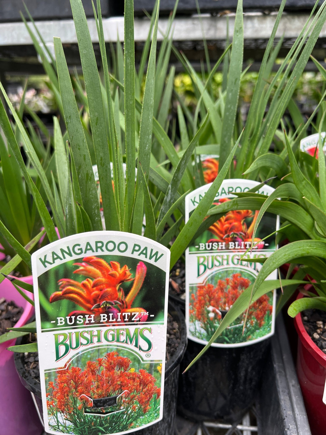 Kangaroo Paw 'Bush Blitz' (Anigozanthos) - Ladybird Nursery