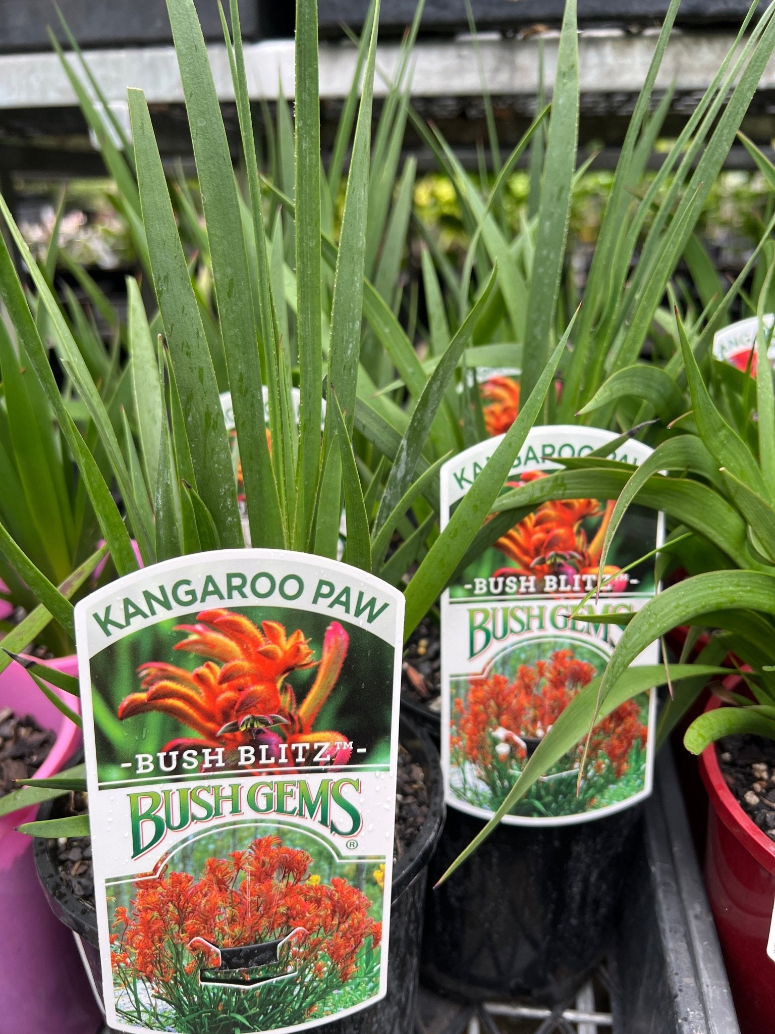 Kangaroo Paw 'Bush Blitz' (Anigozanthos) - Ladybird Nursery