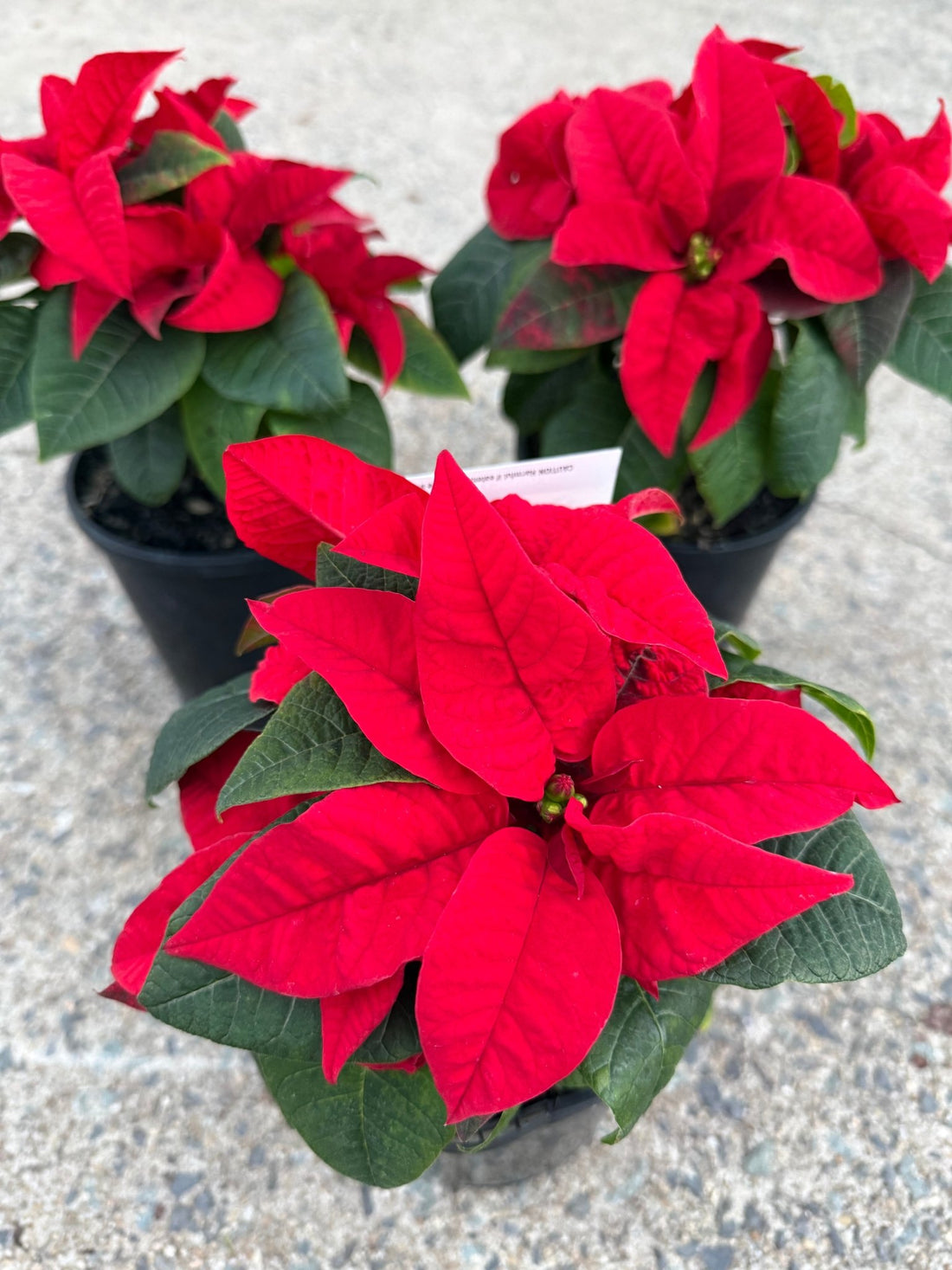 Poinsettia 'Red' (Euphorbia pulcherrima) - Ladybird Nursery