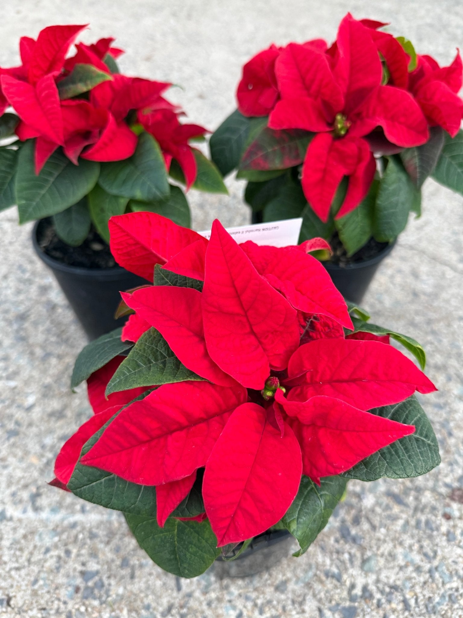 Poinsettia 'Red' (Euphorbia pulcherrima) - Ladybird Nursery