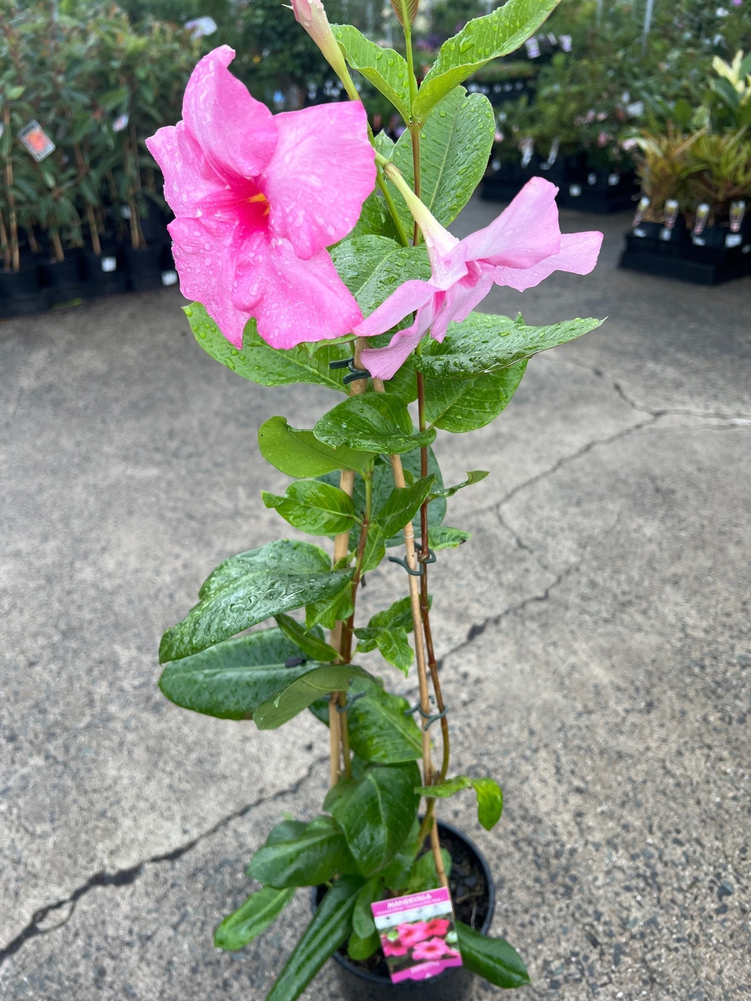 Mandevilla Tourmaline Pink (Dipladenia Diamantina) Medium - Ladybird Nursery