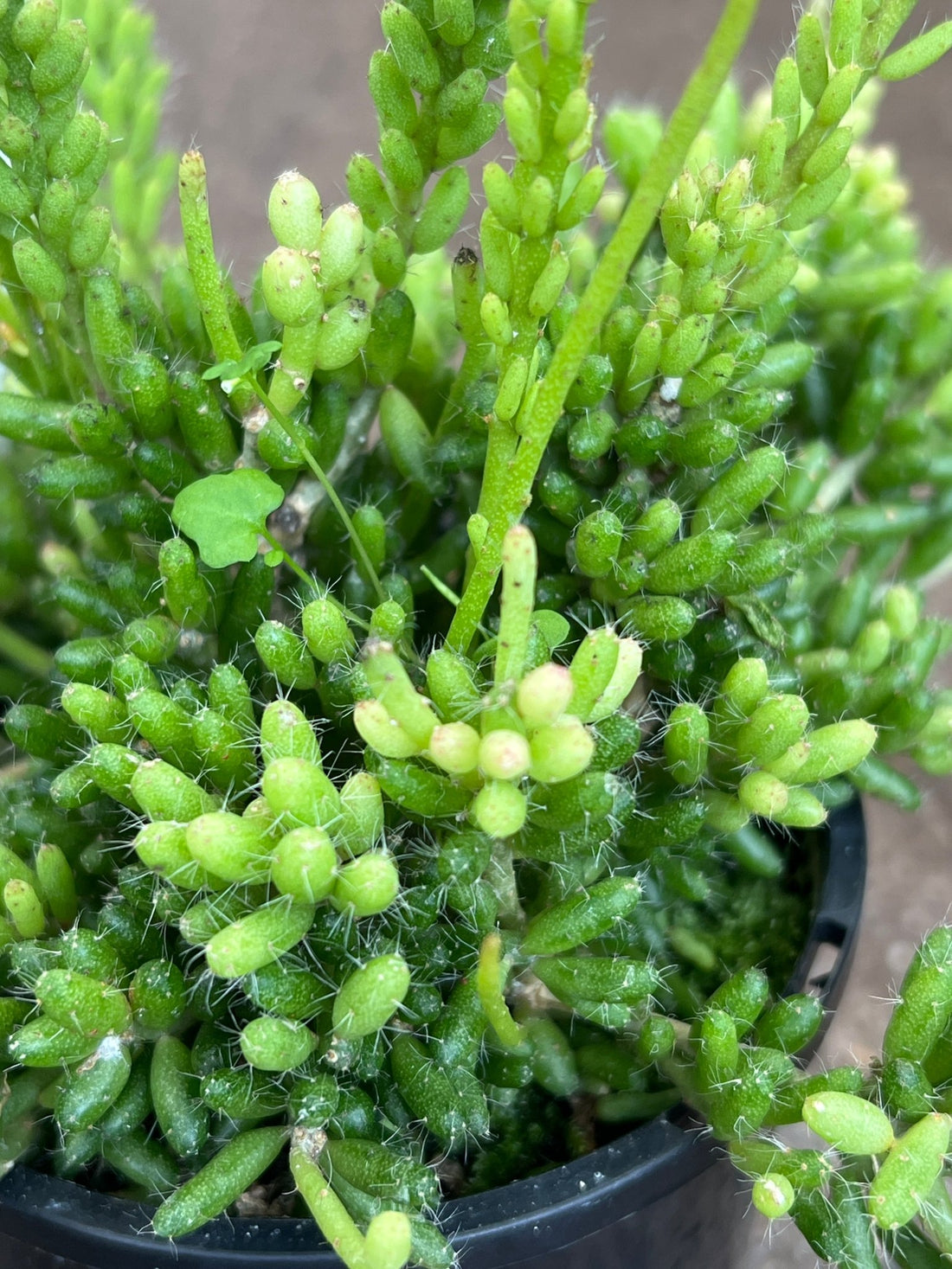 Rhipsalis (Mesembryanthemoides) - Ladybird Nursery