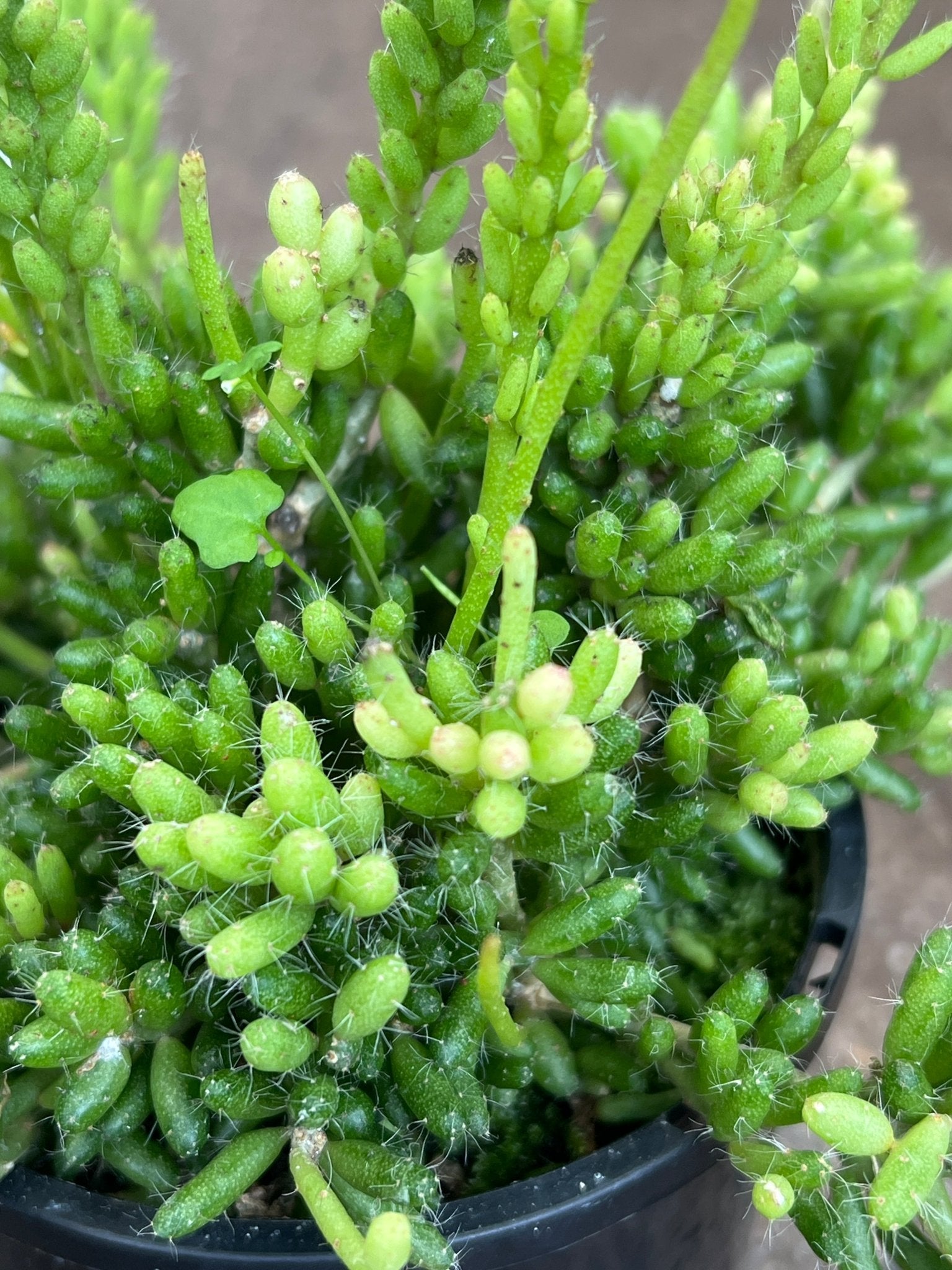 Rhipsalis (Mesembryanthemoides) - Ladybird Nursery