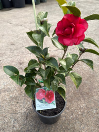Camellia 'Roger Hall' (Camellia japonica) - Ladybird Nursery