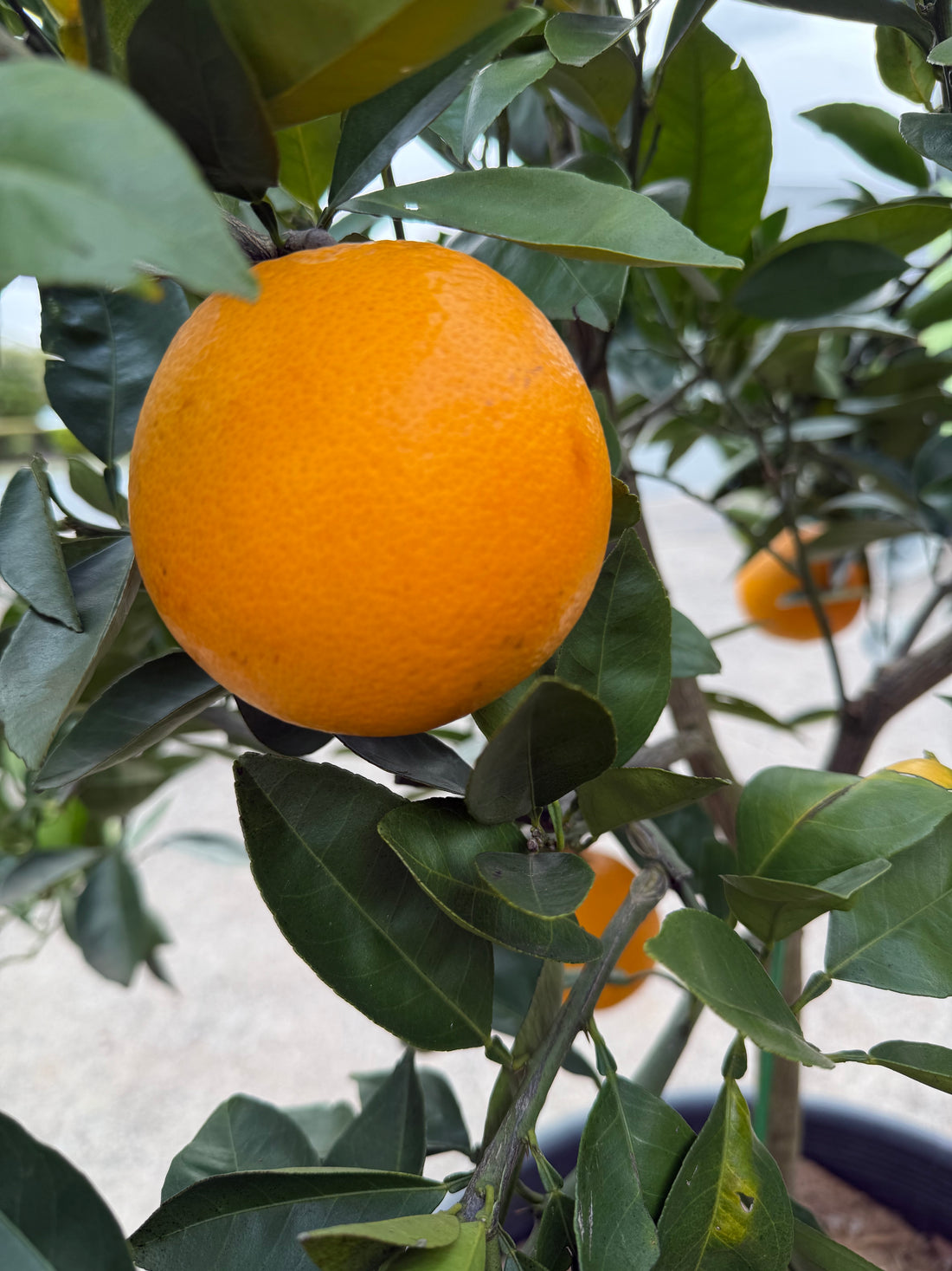 Orange 'Lanes Late Navel' Advanced 500mm Pot (PICK UP ONLY)
