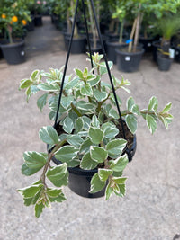 Goldfish Plant Variegated (Columnea hirta variegata) - Ladybird Nursery