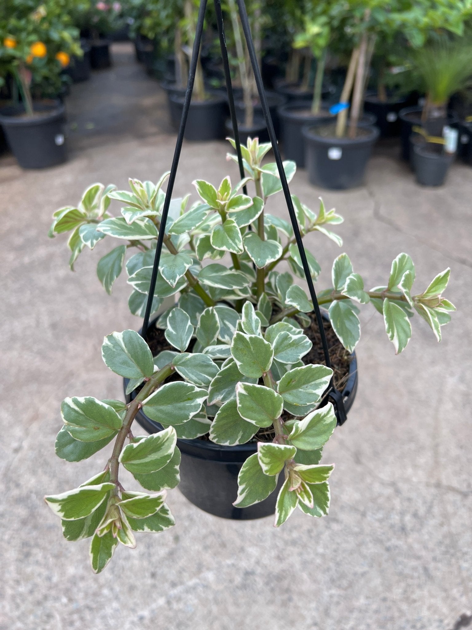 Goldfish Plant Variegated (Columnea hirta variegata) - Ladybird Nursery