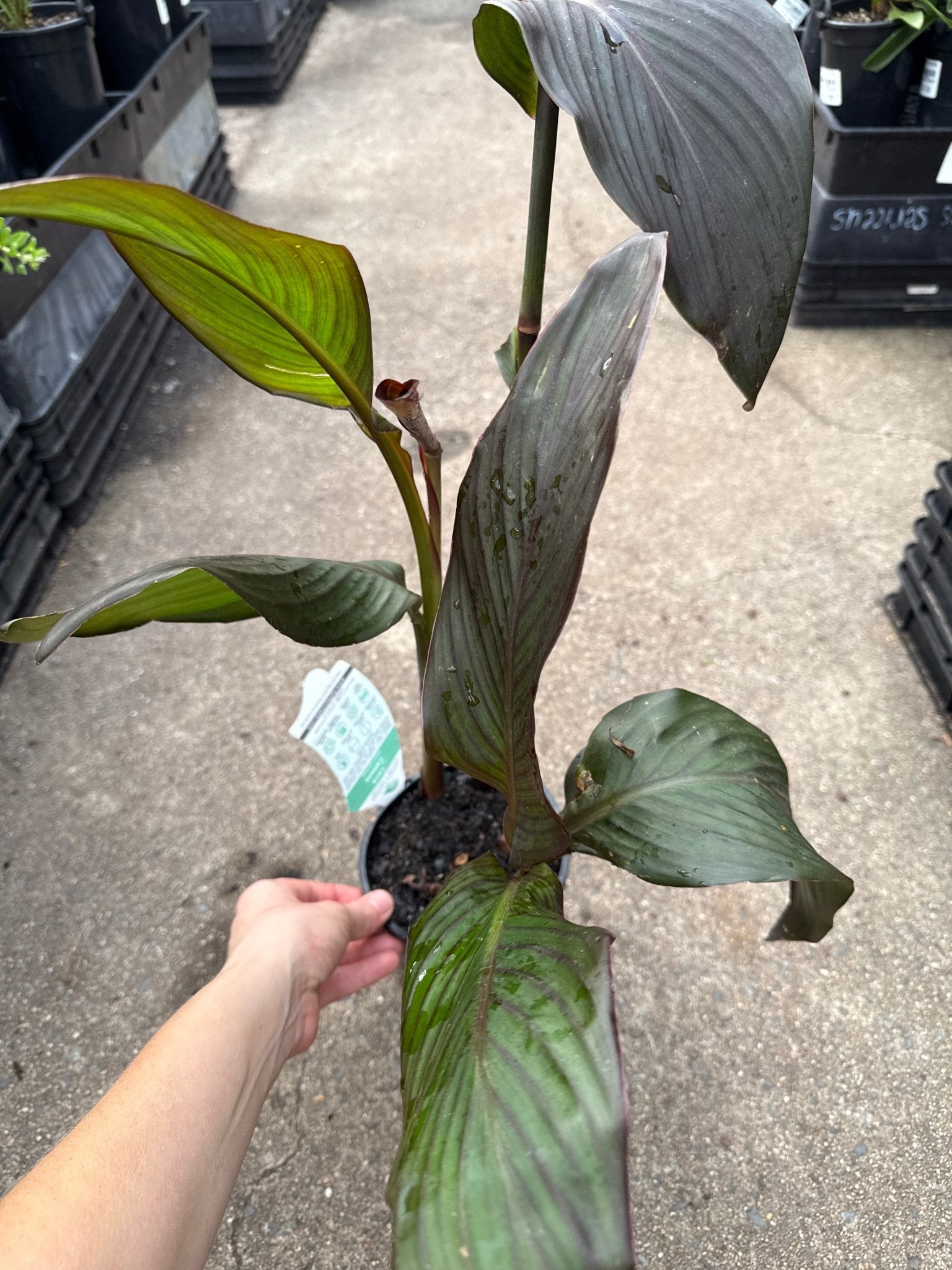Canna Lily ‘Bronze Scarlet’ (Canna cannova) - Ladybird Nursery