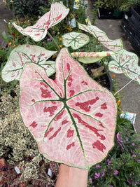 Caladium 'Strawberry Star' - Ladybird Nursery