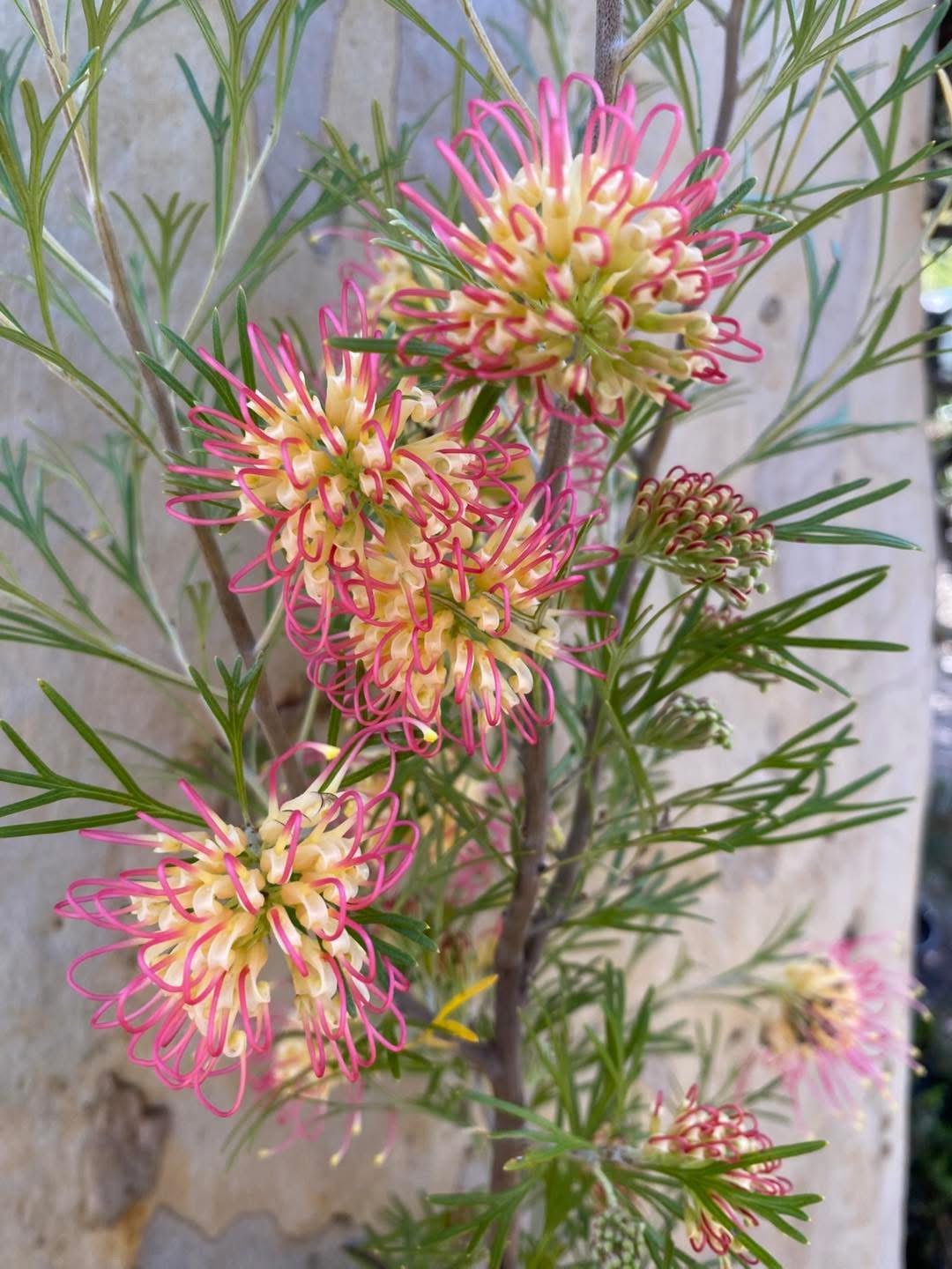 Grevillea 'Winpara Gold' - Ladybird Nursery