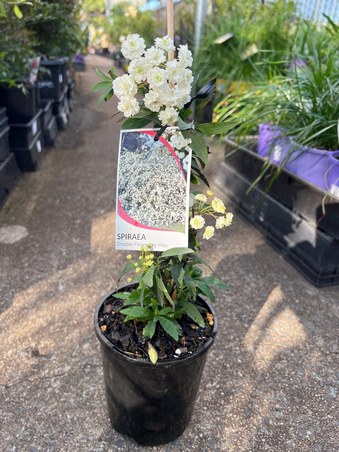 Spirea White May (Spiraea) - Ladybird Nursery