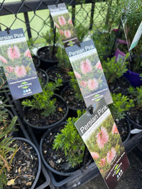 Kunzea baxteri 'Persian Pink' - Ladybird Nursery