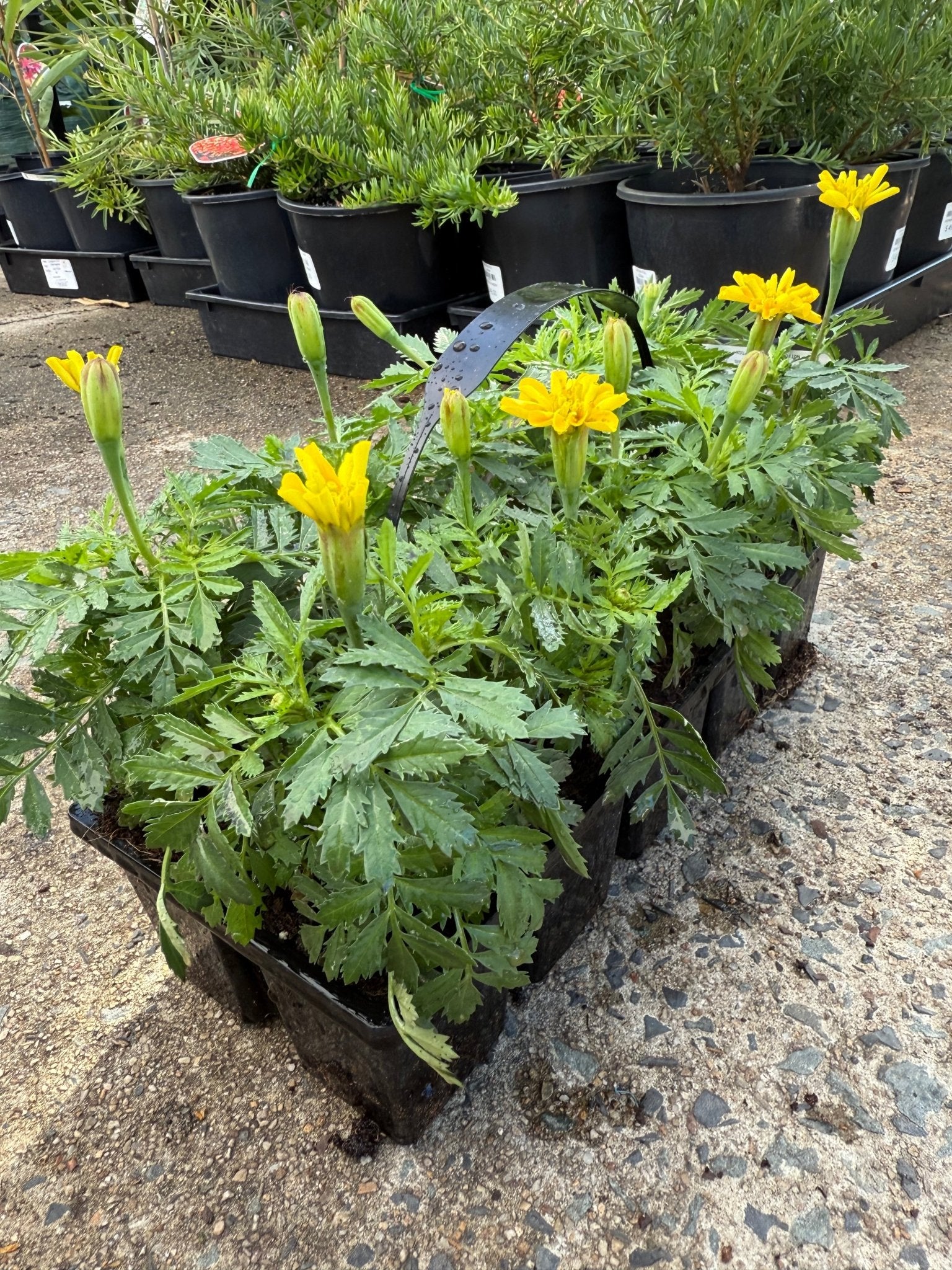 Marigold 'Yellow' 10 Cell (PICK UP ONLY) - Ladybird Nursery