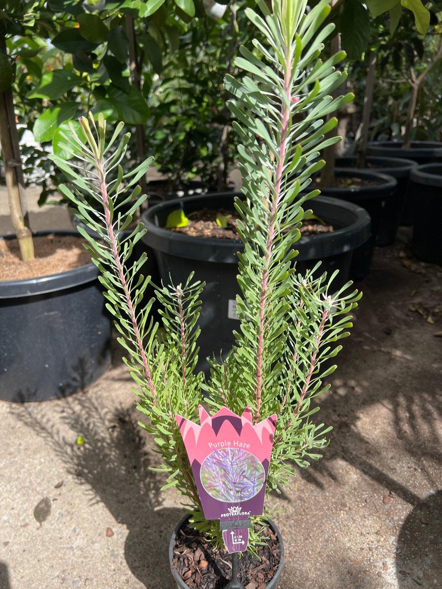 Leucadendron 'Purple Haze' - Ladybird Nursery