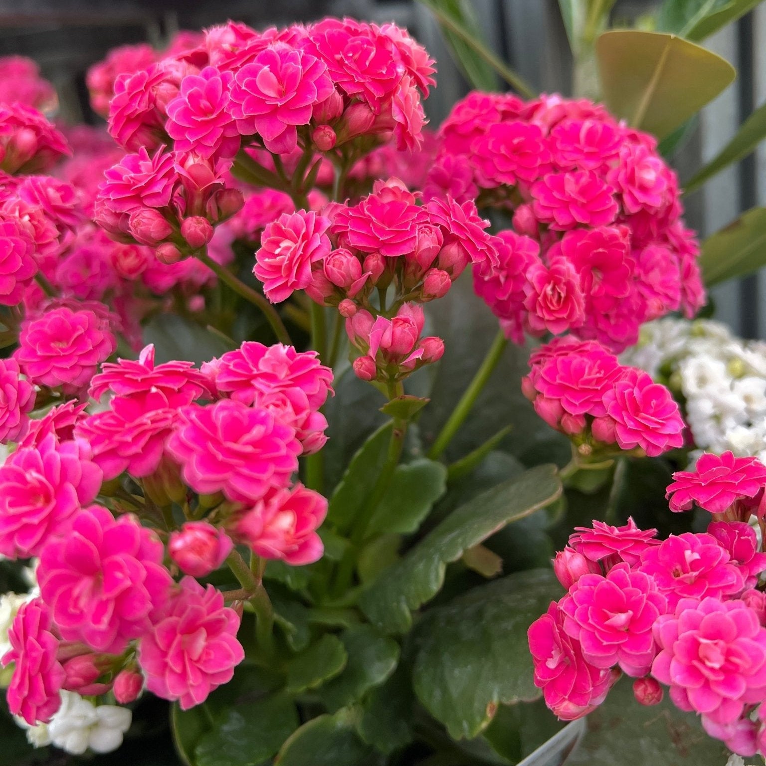 Kalanchoe ‘Turner’ (Kalanchoe calandiva) - Ladybird Nursery