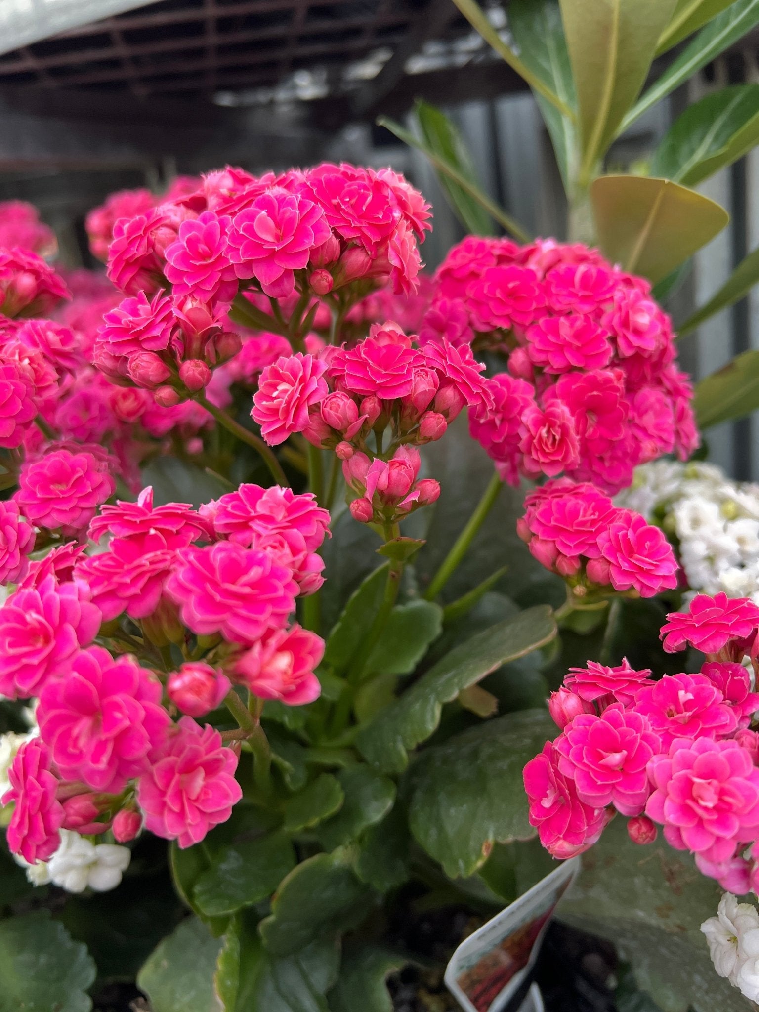 Kalanchoe ‘Turner’ (Kalanchoe calandiva) - Ladybird Nursery