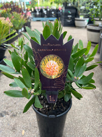 Leucospermum 'Carnival Orange' - Ladybird Nursery