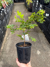 Jaboticaba (Medium) - Ladybird Nursery