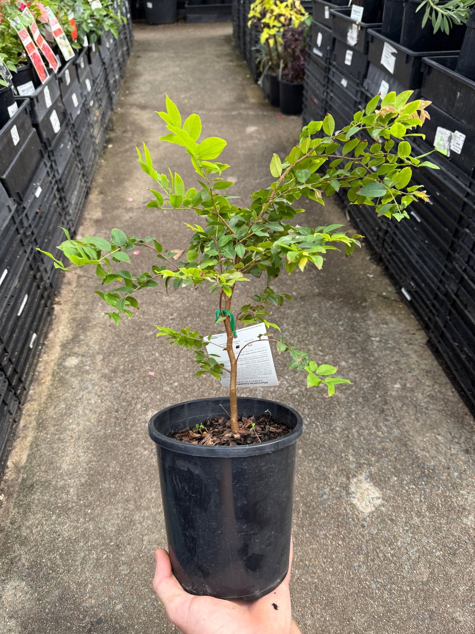 Jaboticaba (Medium) - Ladybird Nursery