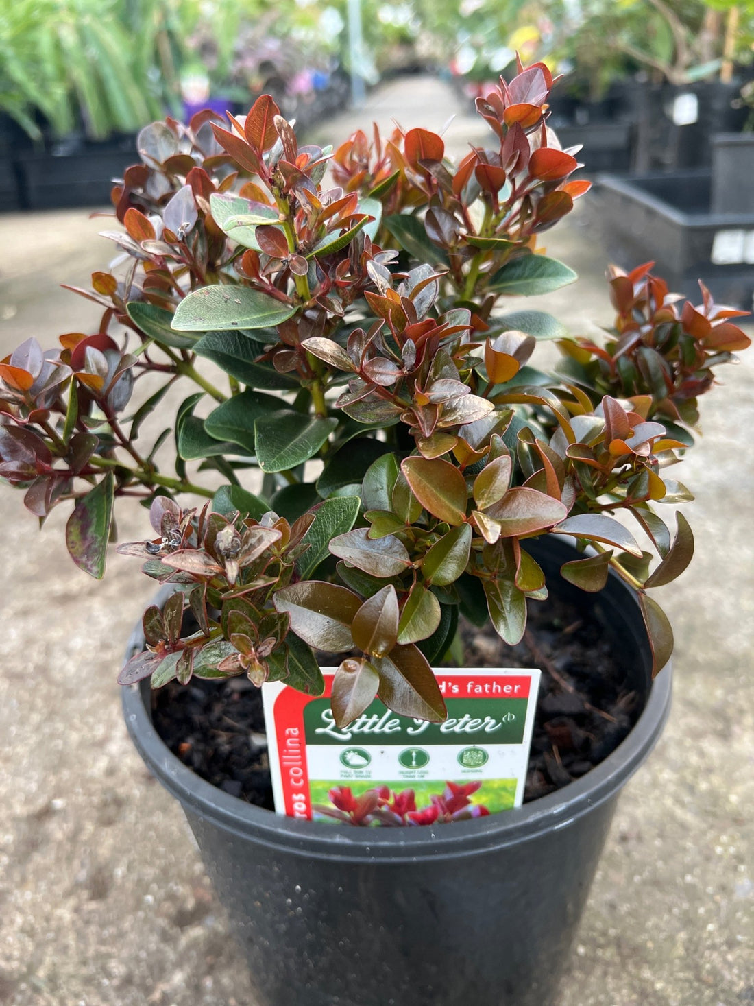 Metrosideros 'Little Peter' - Ladybird Nursery