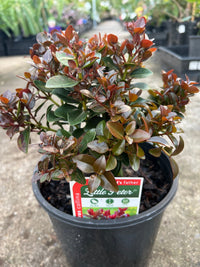 Metrosideros 'Little Peter' - Ladybird Nursery