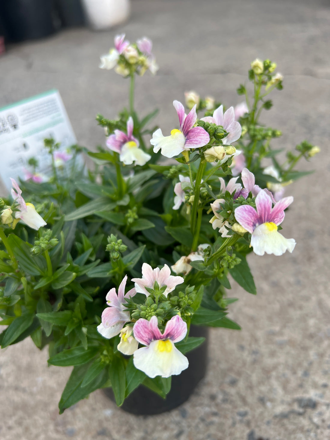 Nemesia ‘Coconut Ice’