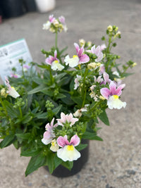 Nemesia ‘Coconut Ice’