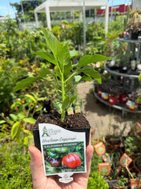 Capsicum 'California Wonder' - Ladybird Nursery