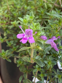 Thyme 'Creeping' (Thymus praecox) - Ladybird Nursery