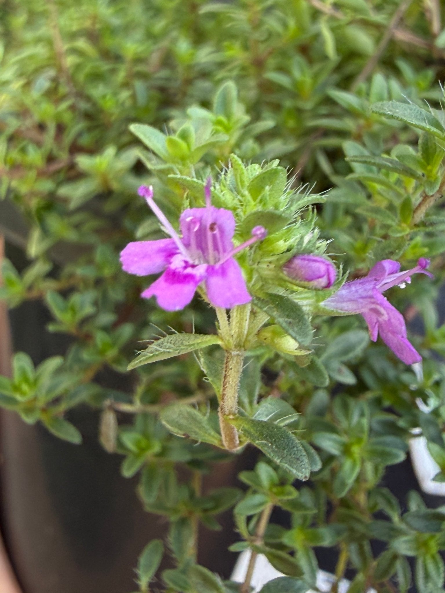 Thyme 'Creeping' (Thymus praecox) - Ladybird Nursery