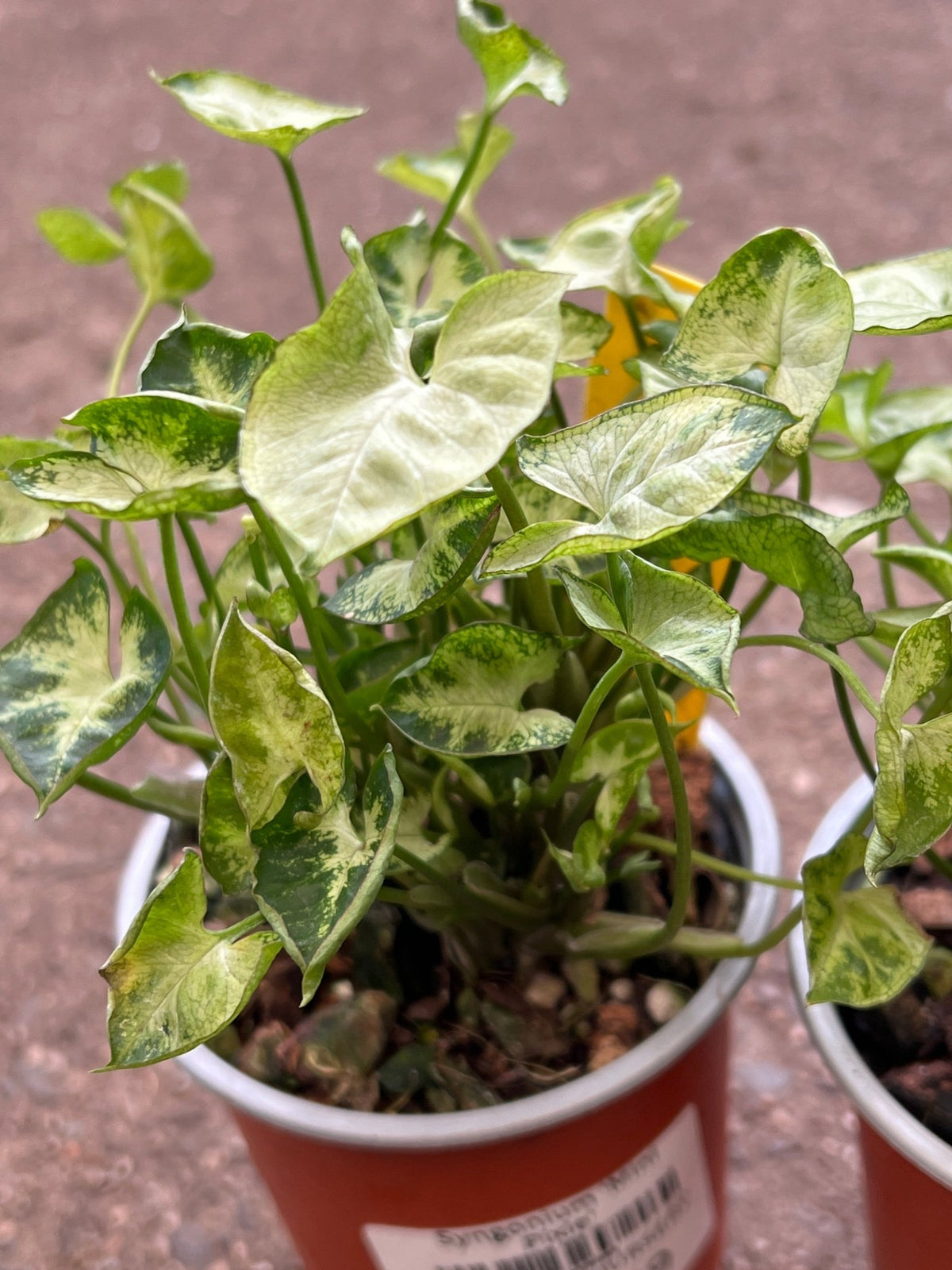 Syngonium 'Mini Pixie' - Ladybird Nursery